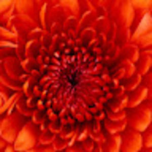 Meet your Posher, Rickey